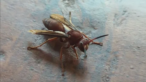 Macro Detailed Close Up Wasp Insect On Concrete Wall Background	 Stock Footage 318048183