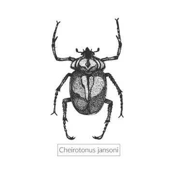 Macro detailed drawn insect Stock Illustration