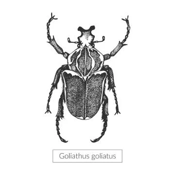 Macro detailed drawn insect Stock Illustration