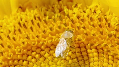 MACRO: Detailed shot of a tiny bee collecting pollen from a blooming sunflower. Stock Footage 268769362