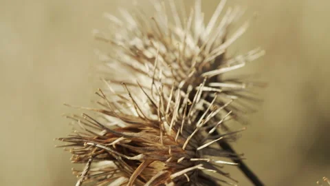 Macro details of common burdock flower 4K shallow DOF video Stock Footage 169742963