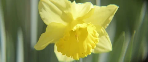 Macro details of yellow wild daffodil 4k anamorphic video Stock Footage 311444330
