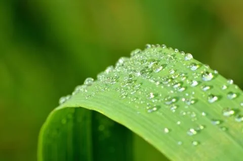 Macro of dew drops on a blade of spring grass. Low depth of field. Stock Photos