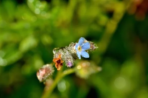 Macro of dew drops on blue spring flower Stock Photos
