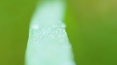 Macro Dew Drops On Green Grass Blade During Morning Golden Hour Stock Footage 345446393