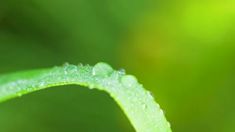 Macro Dew Drops On Green Grass Blade In Morning Sunlight Stock Footage 345446624
