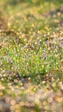 Macro dew drops on green grass vertical bokeh story Photos