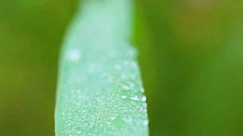 Macro Dew Drops On Green Leaf Authentic Nature Sustainability Stock Footage 345446483