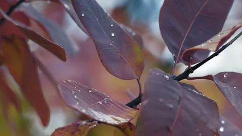 Macro Dew Drops on Red Leaves in Autumn Forest Stock Footage 97288937