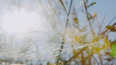 Macro dew drops on the spider web with blue sky. Stock Footage 139645807