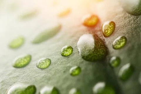 Macro dew drops of transparent rain water on green leaf. Beautiful natural sun Stock Photos