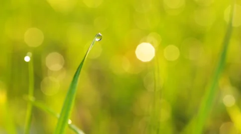 Macro of dew Stock Footage 33857747