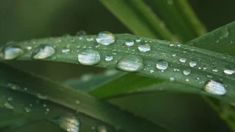Macro of dew  Vídeos de archivo 130423772