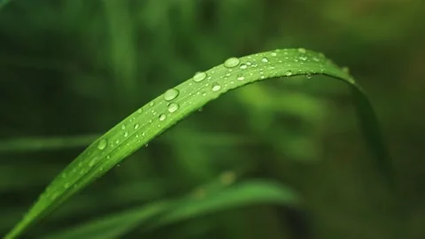 Macro of dew  Stock Footage 130423775