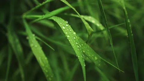 Macro of dew  Stock Footage 130423811