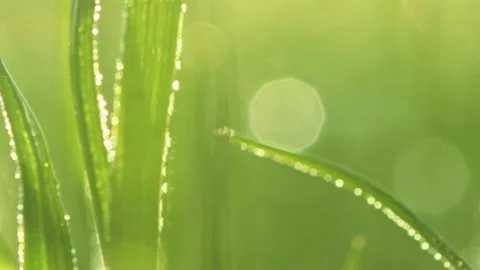Macro of dew  Stock Footage 130423815
