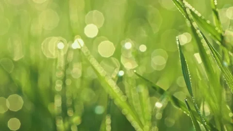 Macro of dew  Stock Footage 130423840