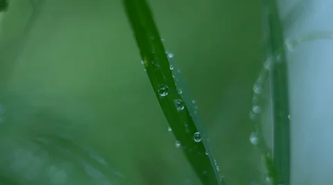 Macro of dew on the grass Stock Footage 64922614