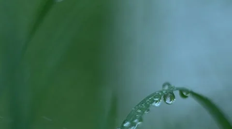 Macro of dew on the grass Stock Footage 64988556