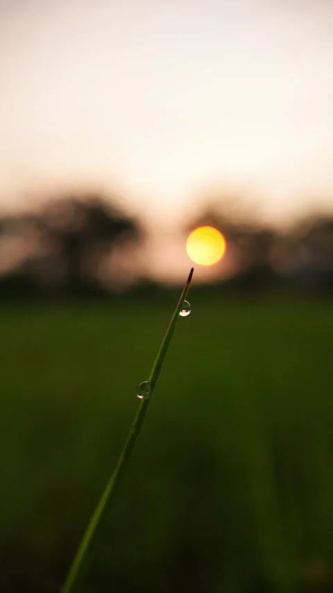 Macro dew on grass at sunrise, vertical nature shot with sunlight bokeh Stock Footage 306237830