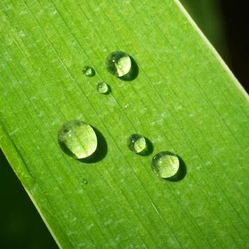Macro of dew on green leaf Stock Photos