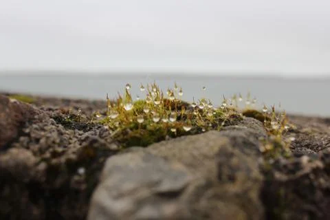Macro - Dew on Irish grass Foto stock