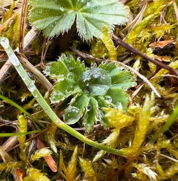 Macro Dew on Leaf and Mossy Ground 스톡 사진
