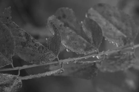 Macro Dew On The Leaves Filled Stock Photos