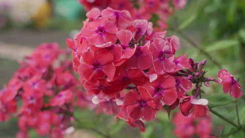 Macro dewdrop on pink petals closeup, glistening droplets on textured veins Stock Footage 341662967
