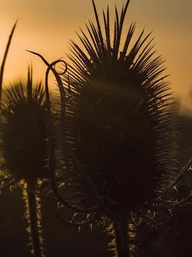 Macro of Dipsacus Fullonum with Backlight at Sunset Stock Photos