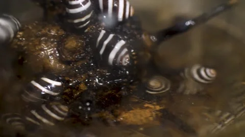 Macro of disgusting glass jar filled with black and white striped snail shells Stock Footage 331607596