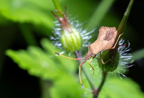 Macro of a dock bug (Coreus marginatus) on a green plant bud 스톡 사진