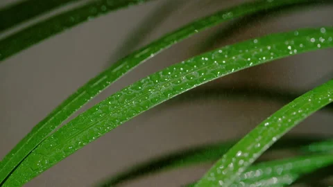 MACRO, DOF: Tiny droplets of water are sprinkled on lush green decorative grass. Stock Footage 159378483