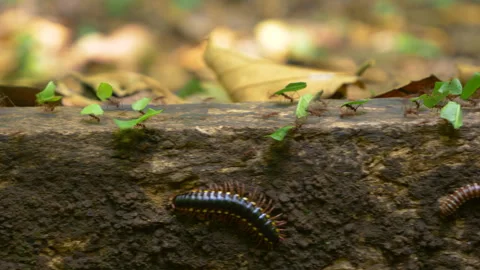 MACRO, DOF: Tiny jungle creatures collecting and carrying pieces of green leaves Stock Footage 240588602