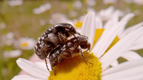 MACRO, DOF: Two tiny Carpet beetles are mating on the blossom of oxeye daisy Stock Footage 229668879
