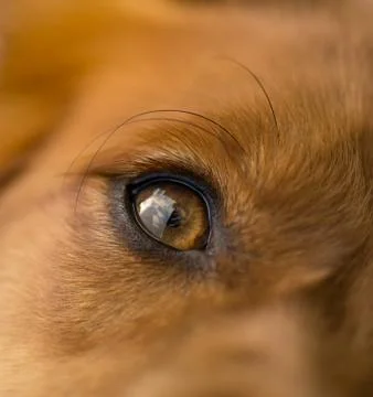 Macro dog eye Stock Photos