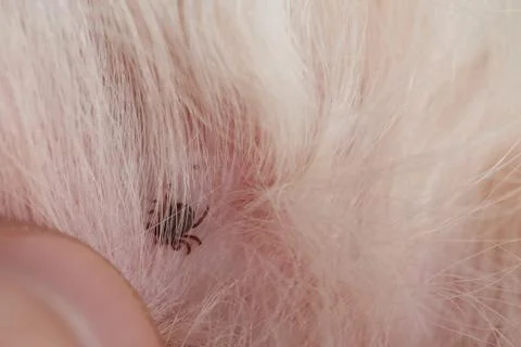 Macro of dog parasite 写真素材
