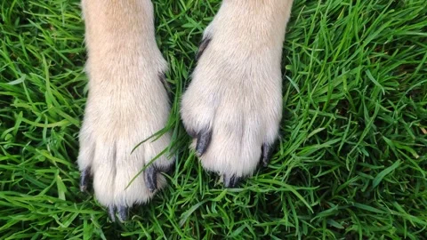 Macro dog paws on grass. Closeup detail of paw Stock-Footage 267130687