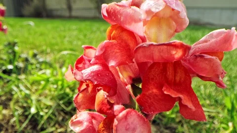 Macro dolly back from freshly planted pink and red snapdragon flower slow motion Stockbeeldmateriaal 128466548