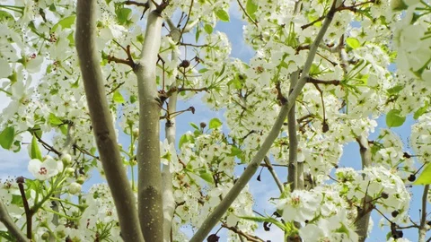 Macro dolly back from inside tree to reveal blossoms on branch in slow motion 스톡 동영상 128465926