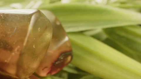 Macro dolly of bright and clear Burmite amber with a fly embedded in the Stock Footage 339211393