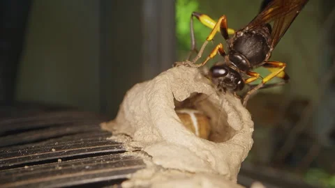 Macro Dolly Close Up of Potter Wasp Guarding Fresh Mud Nest With Visible Cocoon Stock Footage 335238593