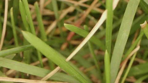 Macro Dolly of Grass Stock Footage 135497562
