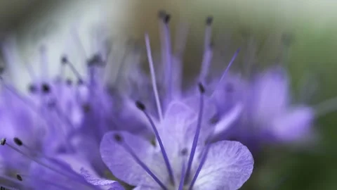 Macro Dolly Movement of Lacy Phacelia Blossoms - 4K Slow Motion Shot Stock Footage 336329966