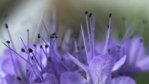 Macro Dolly Movement of Lacy Phacelia Blossoms - 4K Slow Motion Shot Stock Footage 336330116