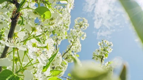 Macro dolly past two tree branches filled with fresh blossoms in early spring 스톡 동영상 128465468