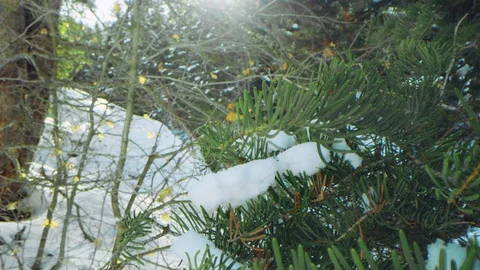 Macro dolly in pine tree branches to patch of snow with sun flare slow motion Video stock 129426432