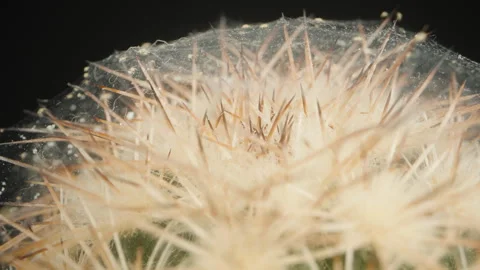Macro Dolly Shot of a Cactus Covered in Dense Spider Webs with Numerous Tiny Video stock 296380502