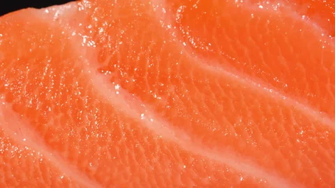 Macro Dolly Shot of Fresh Raw Salmon Meat Texture Stock Footage 342622457