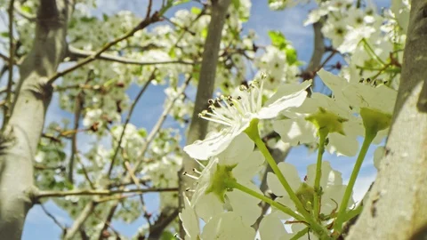 Macro dolly through blossoms from middle of tree, revealing entire tree Stock Footage 128464721